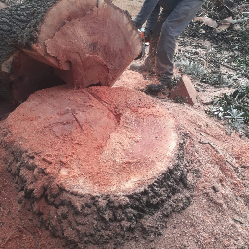 Tree Removal Pretoria