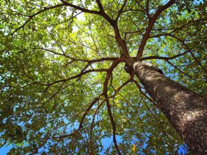 Tree Felling Pretoria Home