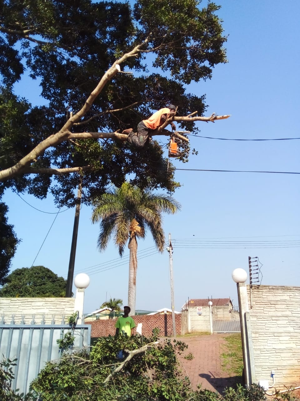 Tree Felling & Removal Pretoria Expert Arborist Services